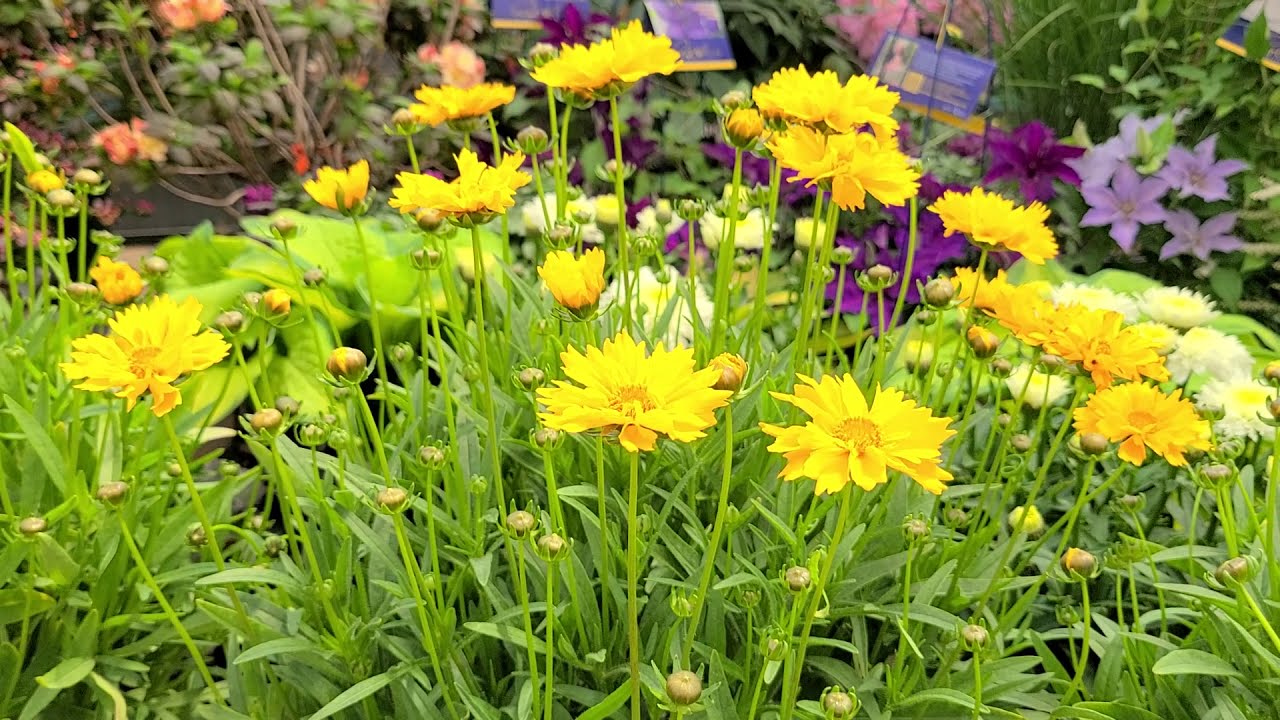 Coreopsis 'Early Sunrise' (Tickseed) // Multiple Award Winning, Easy to Grow NATIVE Perennial.