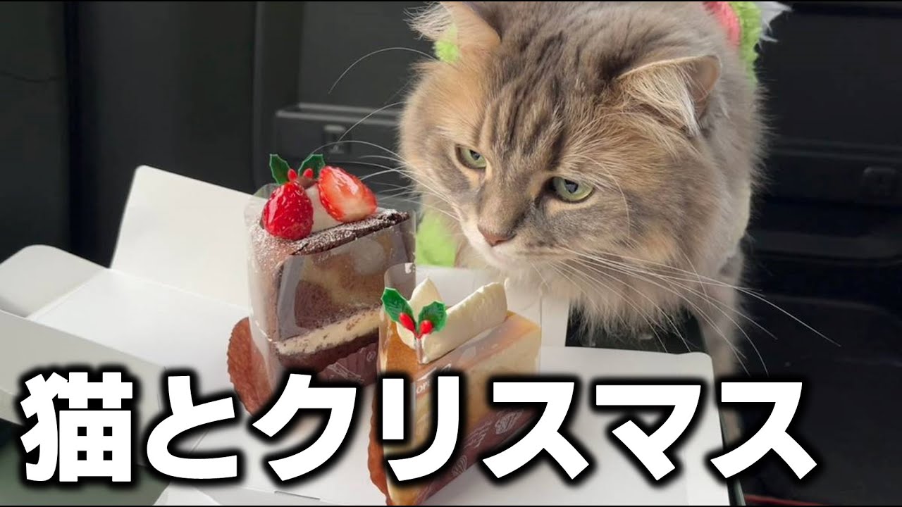 猫と車内でクリスマス！千歳の絶品ピザとケーキでプチパーティー♪
