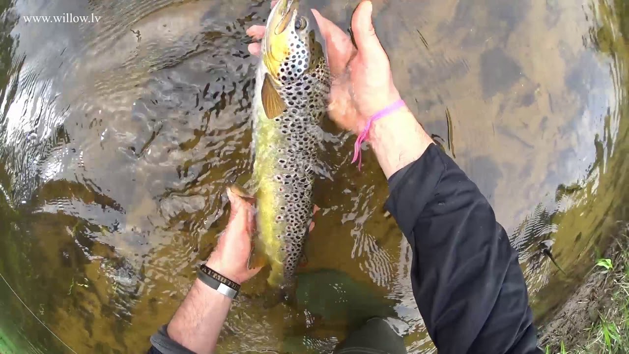 Foreļsezona 2019 - Strauta forele. Ручьевая форел. Brown trout.