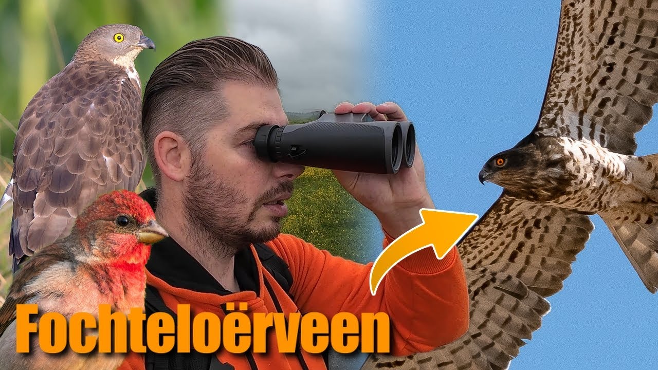 Vogelavontuur in het Fochteloërveen | POV |