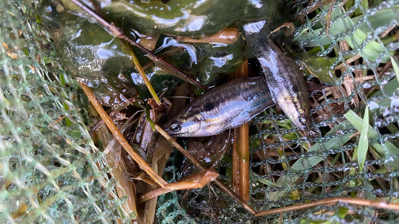 Capture fish amazing and observe aquatic insects in rural frog, shrimp, crab, and fish 