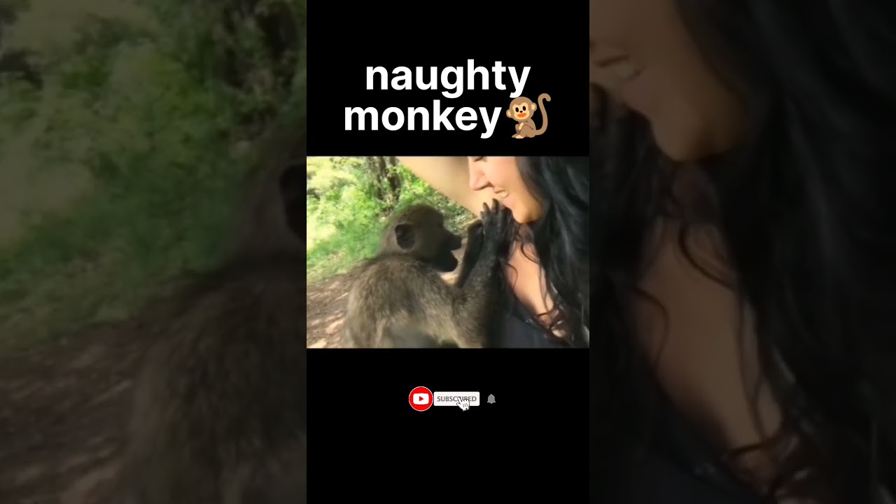 naughty monkey | viral monkey video #shorts #monkey #viralvideo #funny #viral #reels