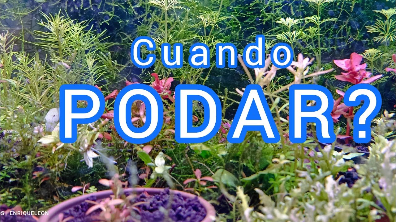 cuando podar tus plantas acuaticas