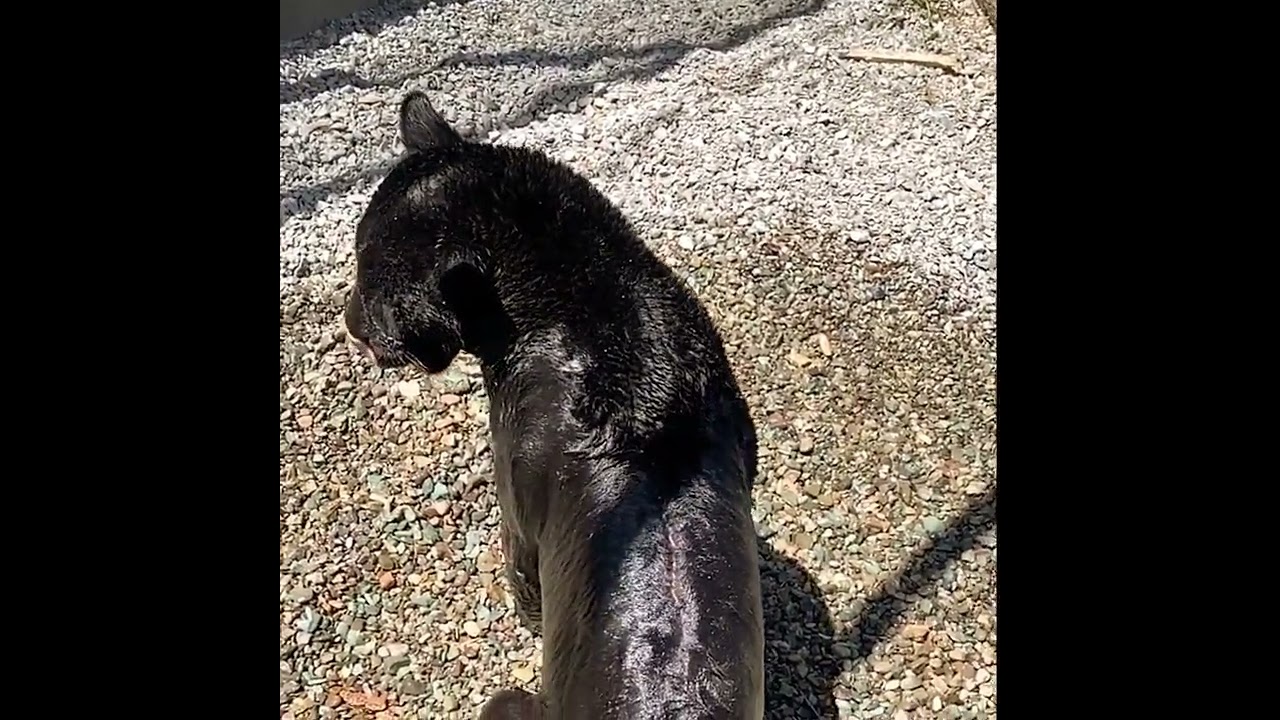 Slow Motion - Black Jaguar is taking shower