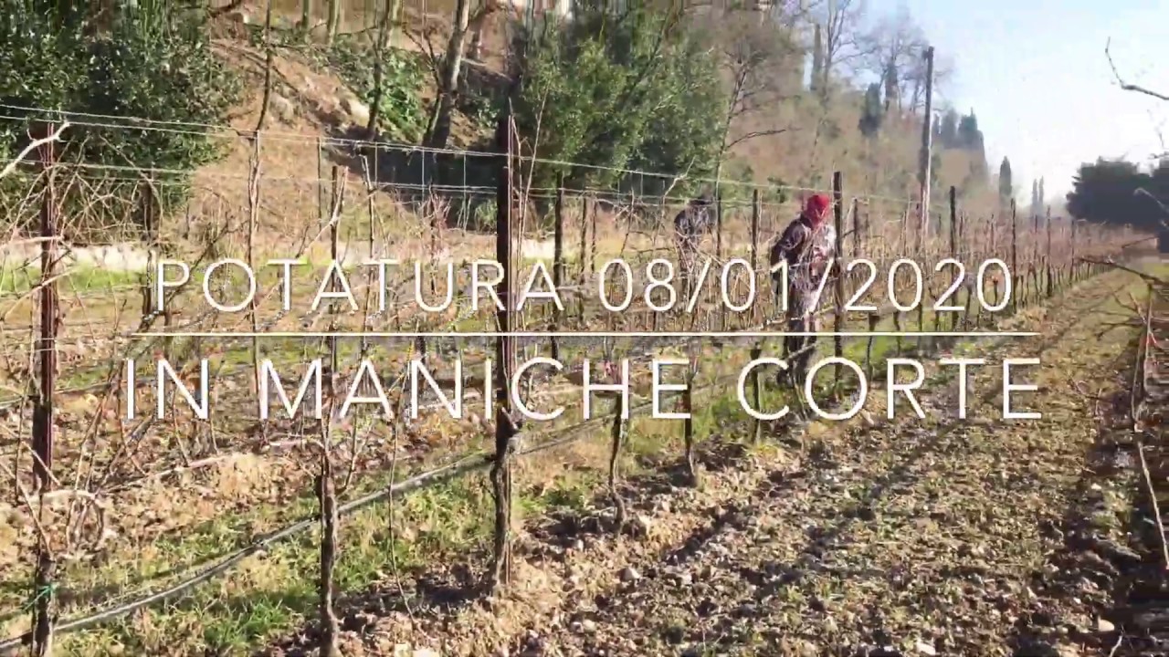 #4 Potatura 😳in maniche corte 😳