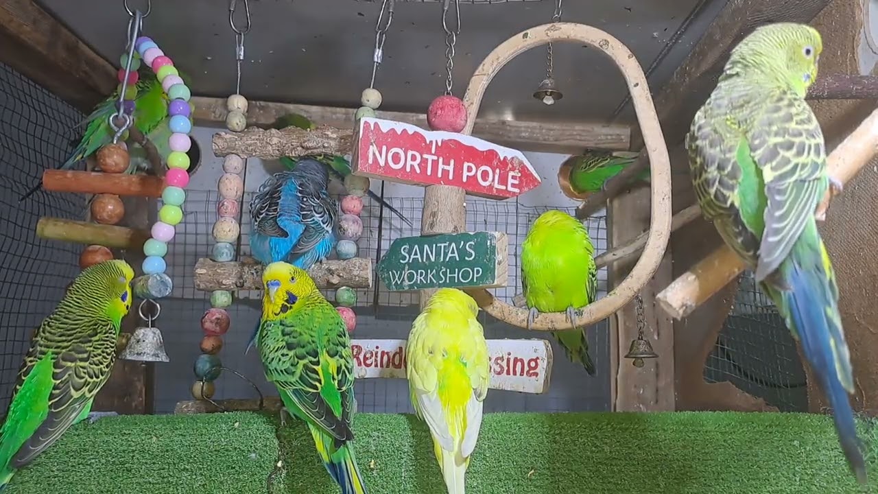 “My parrot out here flexing on everyone 🦜💅”