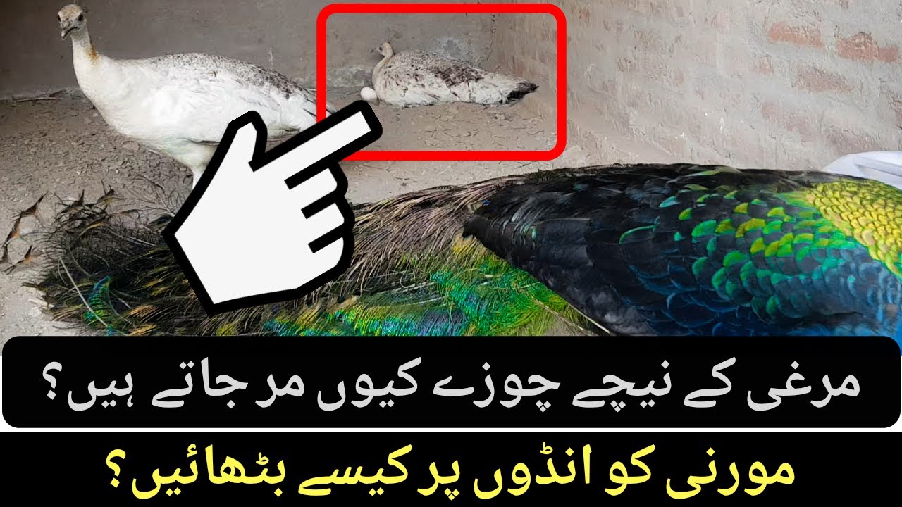 How to incubate Eggs under Peahen | Peacock Villa