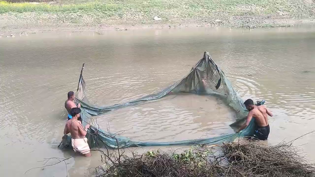 ডাল সরানো শেষ, এখন শুধু মাছ বাছার পালা 🥰#fishing #shortvideos #viral #fish