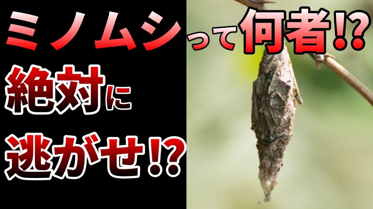 【ゆっくり】最強の糸で人類の未来を紡ぐ！ミノムシの生態とは⁉