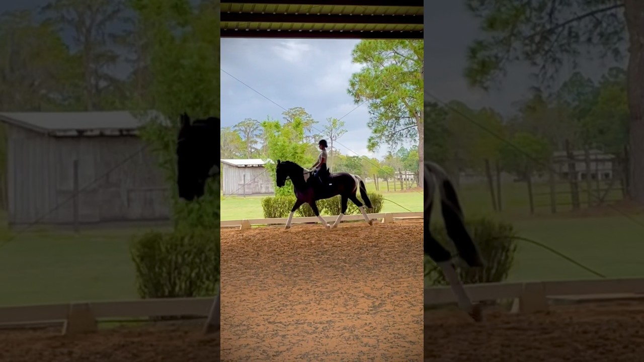 How to perfect trot-walk-trot transitions with my horse #horse #horseriding #horsegirl