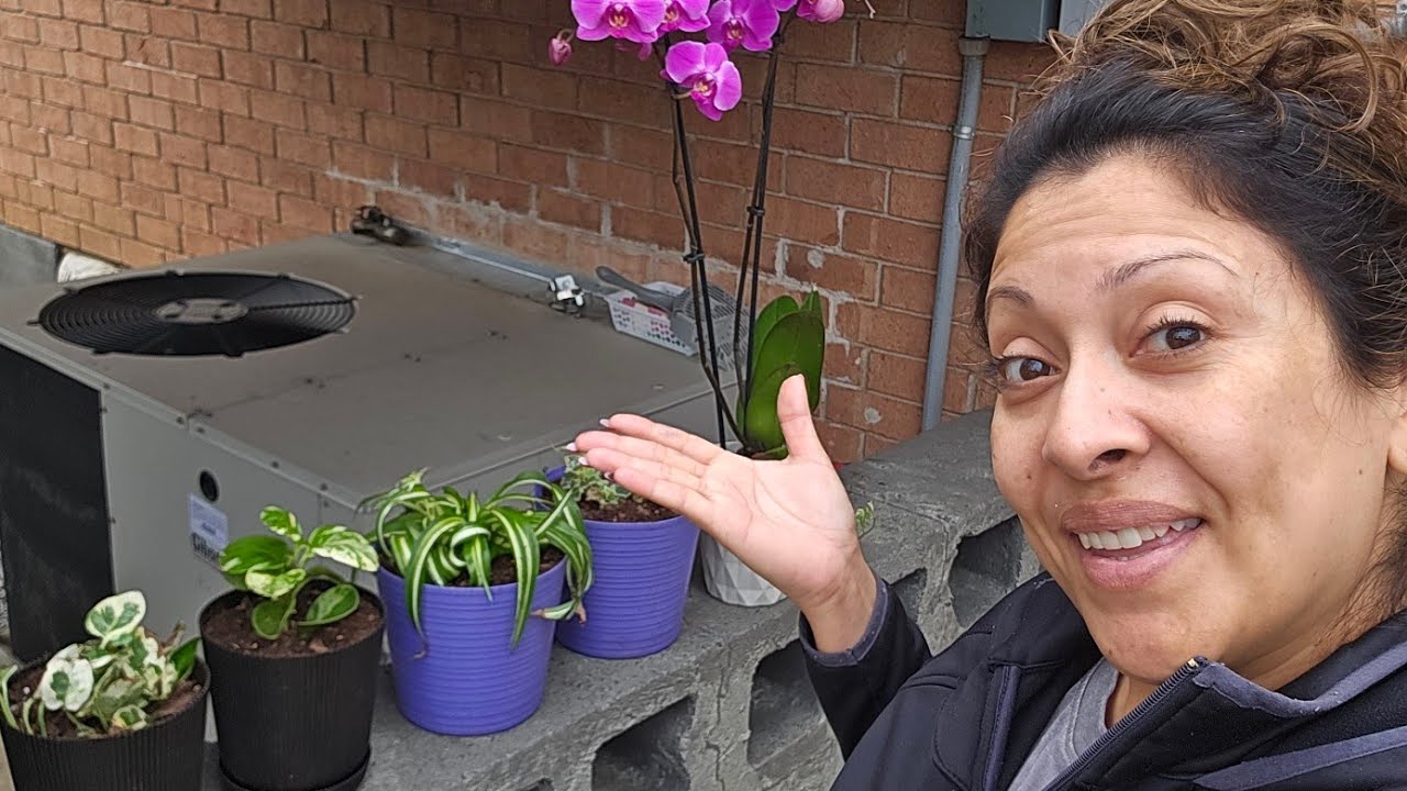 Se ESTAN secando😳 Asi estan mis Plantas🪴 