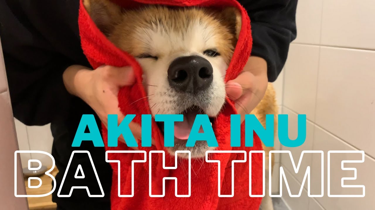 Akita Inu first bath
