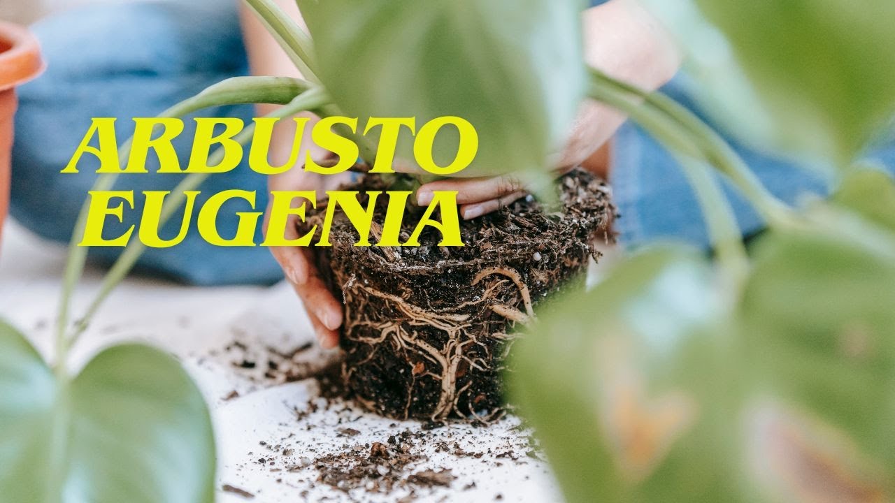 LA EUGENIA Y SUS CARACTERISTICAS #bonsái #arboles #naturaleza