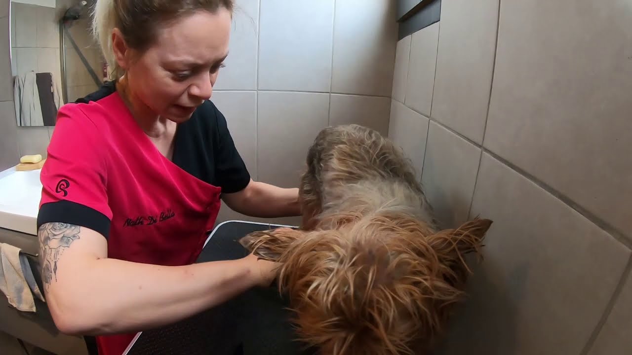 comment laver mon chien? (avant qu'il ait des nœuds)