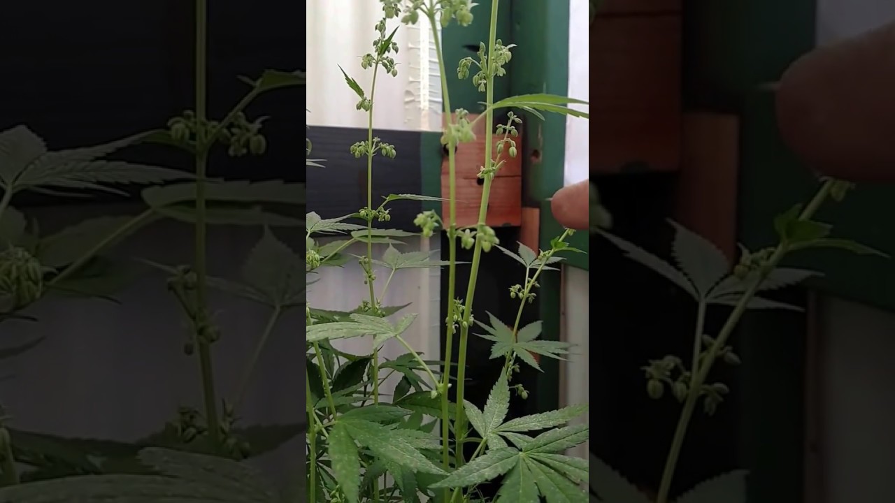 Cannabis pollen #2