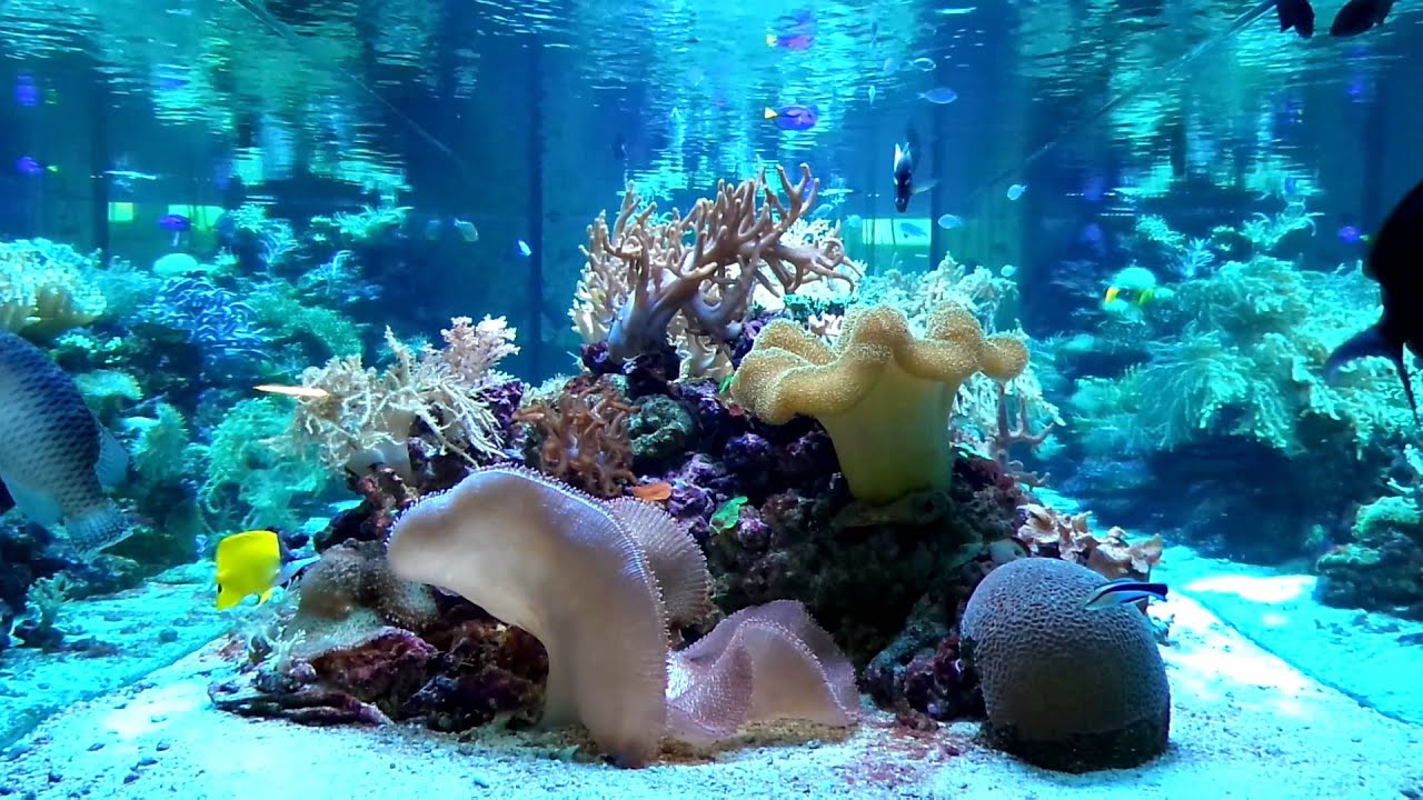 ASUS ZenFone Zoom test video