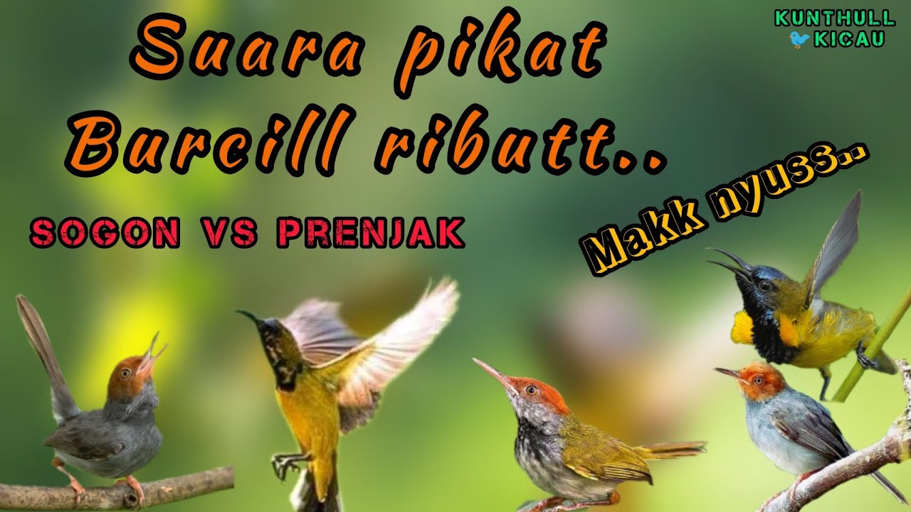 Pikat burcill ributt hadir lagii.|suara sogon vs prenjak kepala merah || #kunthullkicau