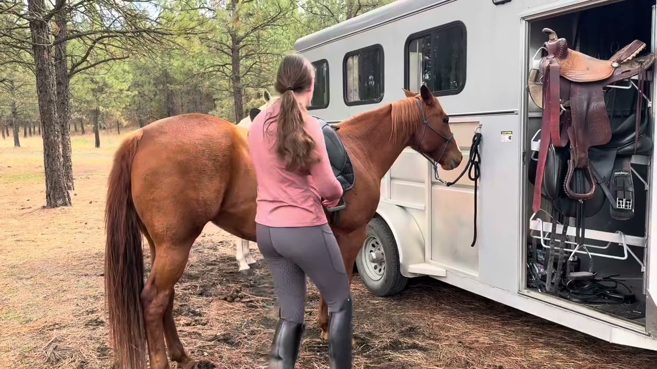 Peaches Trailering & Tacking
