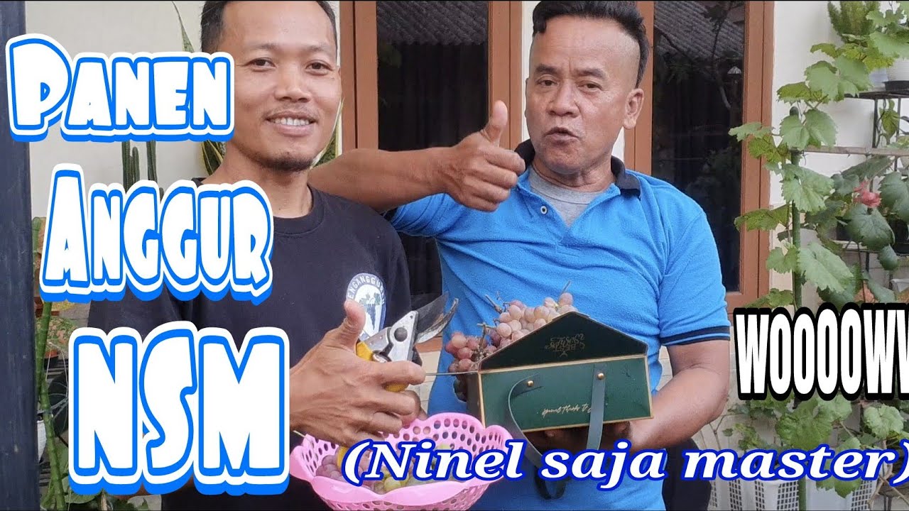 panen bareng anggur NSM ‼️‼️‼️ (ninel saja master)..‼️‼️‼️