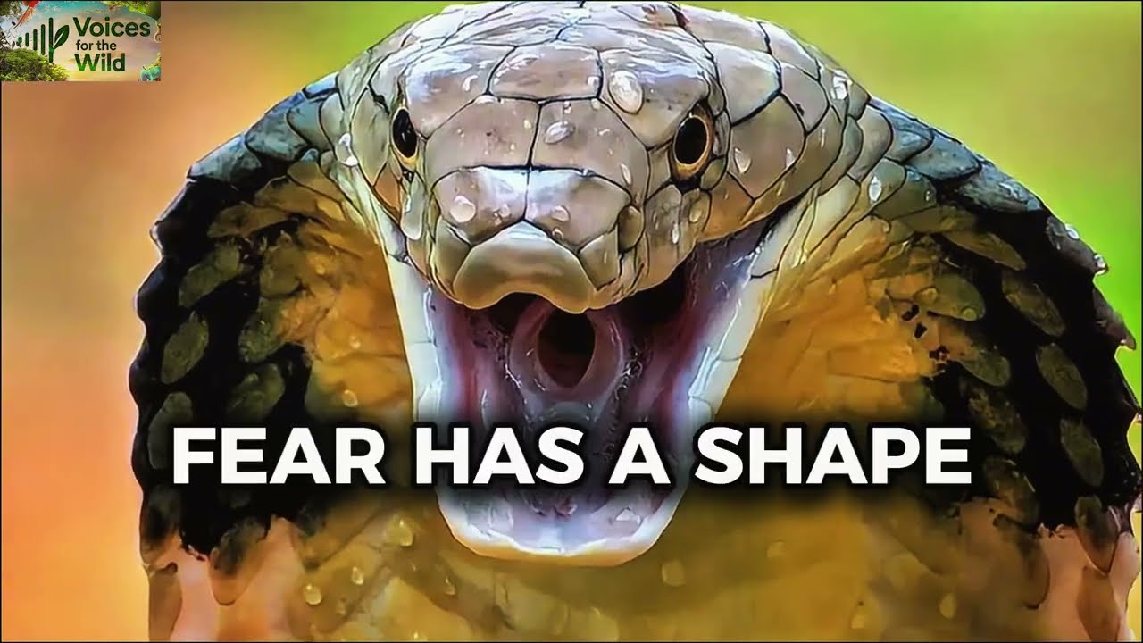 The Real Cobra: Spitting Venom, Hood Display, First-Aid Truths #2025  #animals #wildlife