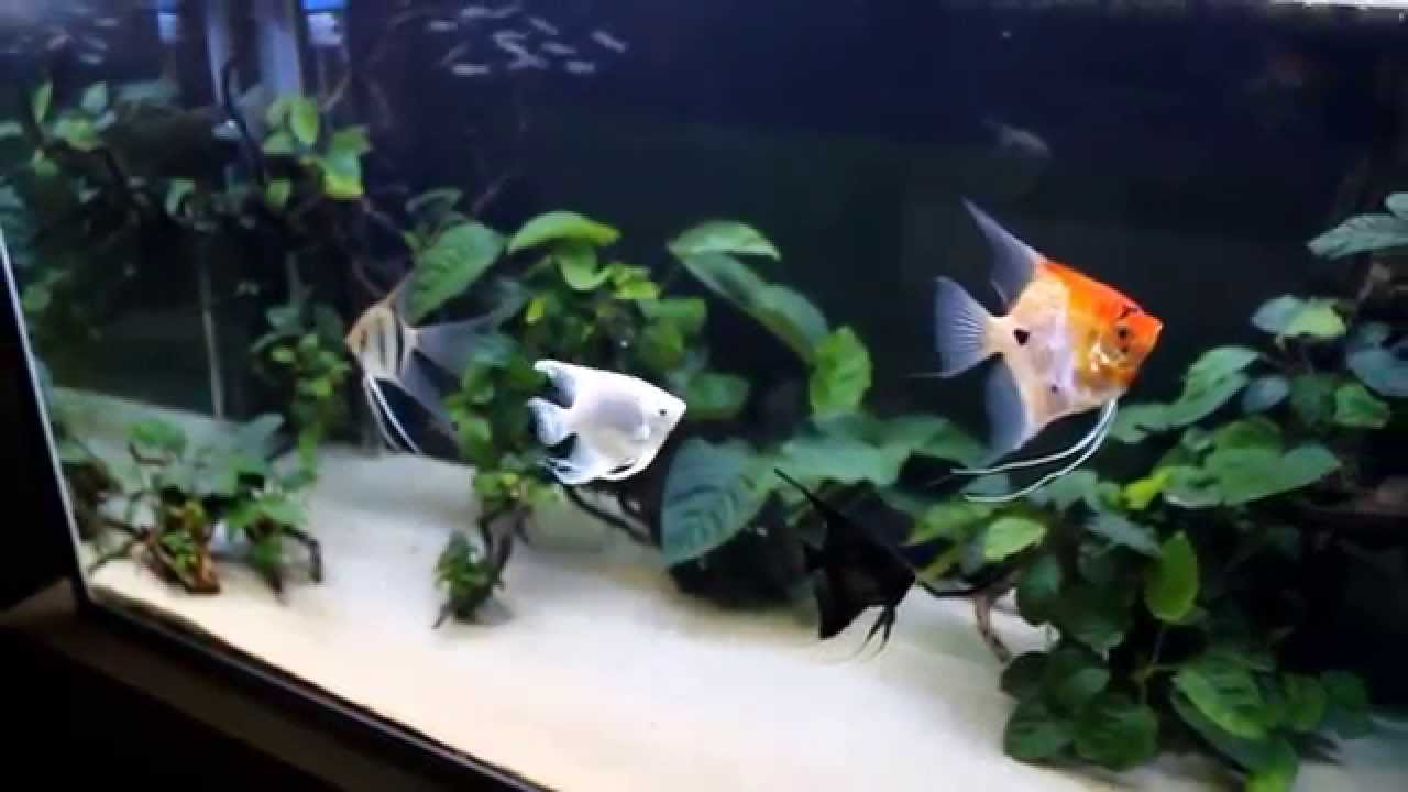 Angelfish and anubias tank