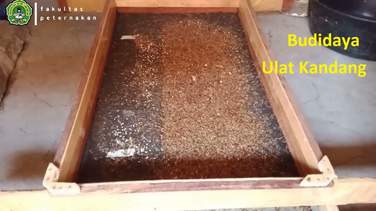 Budidaya Ulat Kandang  (Alphitobius diaperinus)