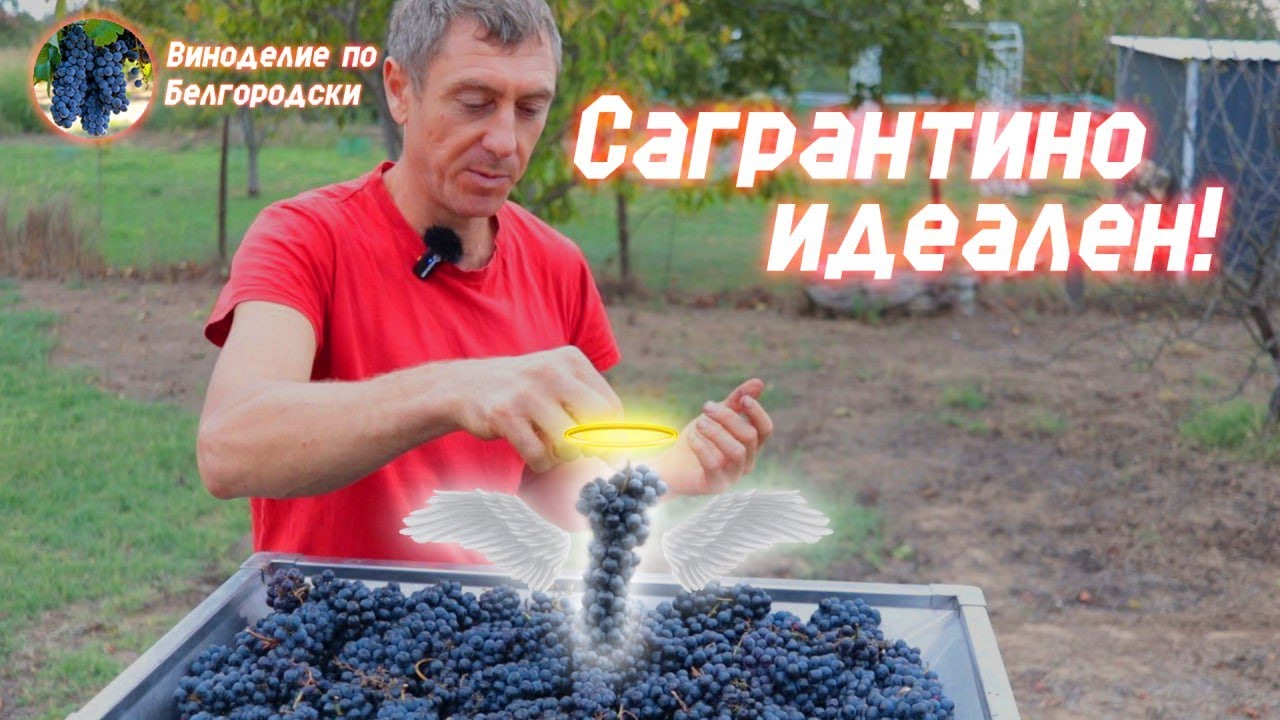 Сагрантино! Путешествие из Белгорода на Кубань