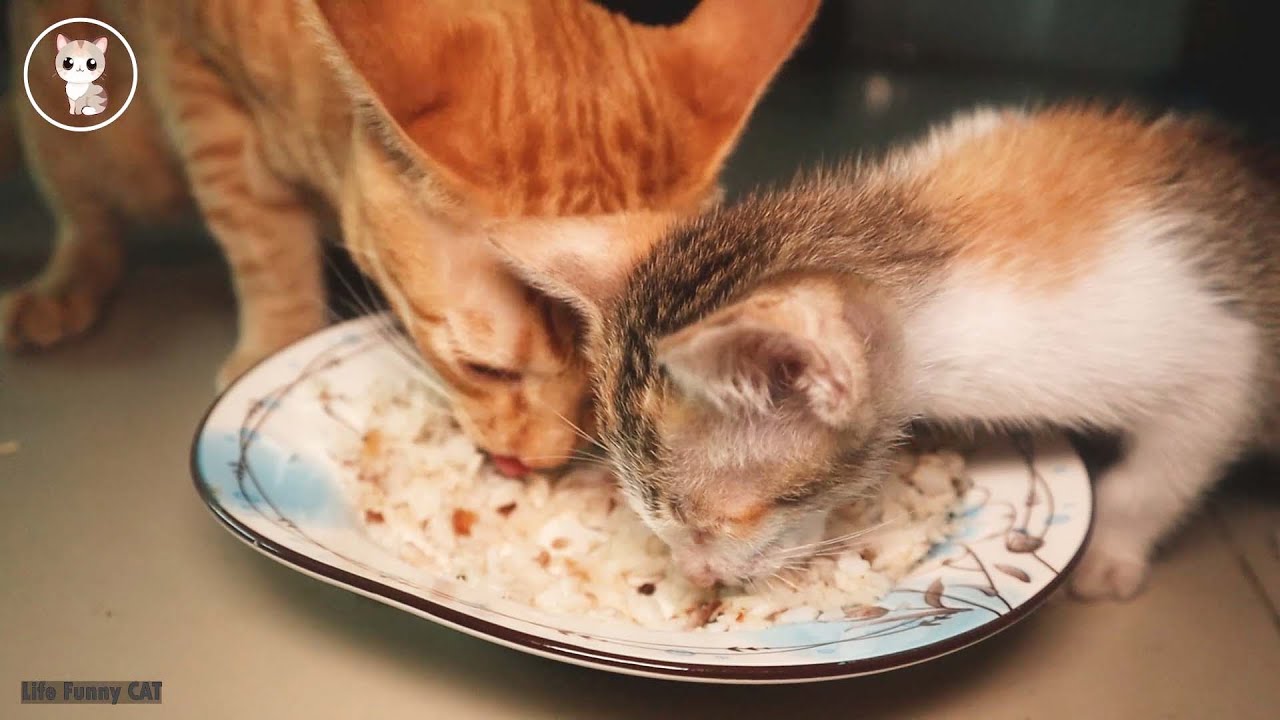 My kitten eating show