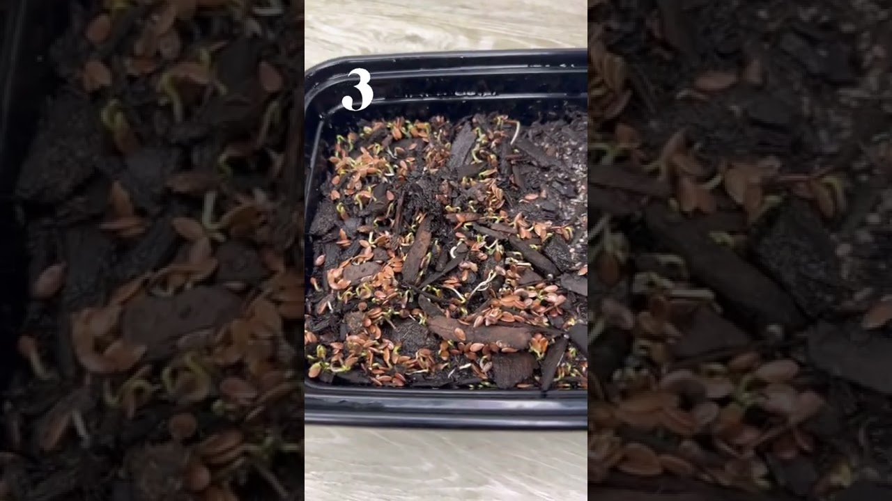 GERMINADO DE LINAZA y CHIA🌱#rbkvegantariana #germinados #germinadodelinaza #germiandodechia