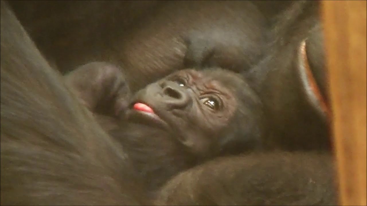 Babygorilla Bobóto.