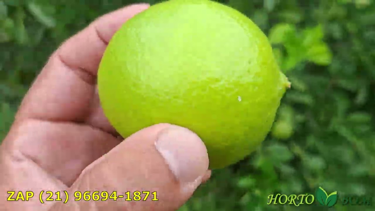 Horto-Bom - FRUTÍFERAS PRA VASO