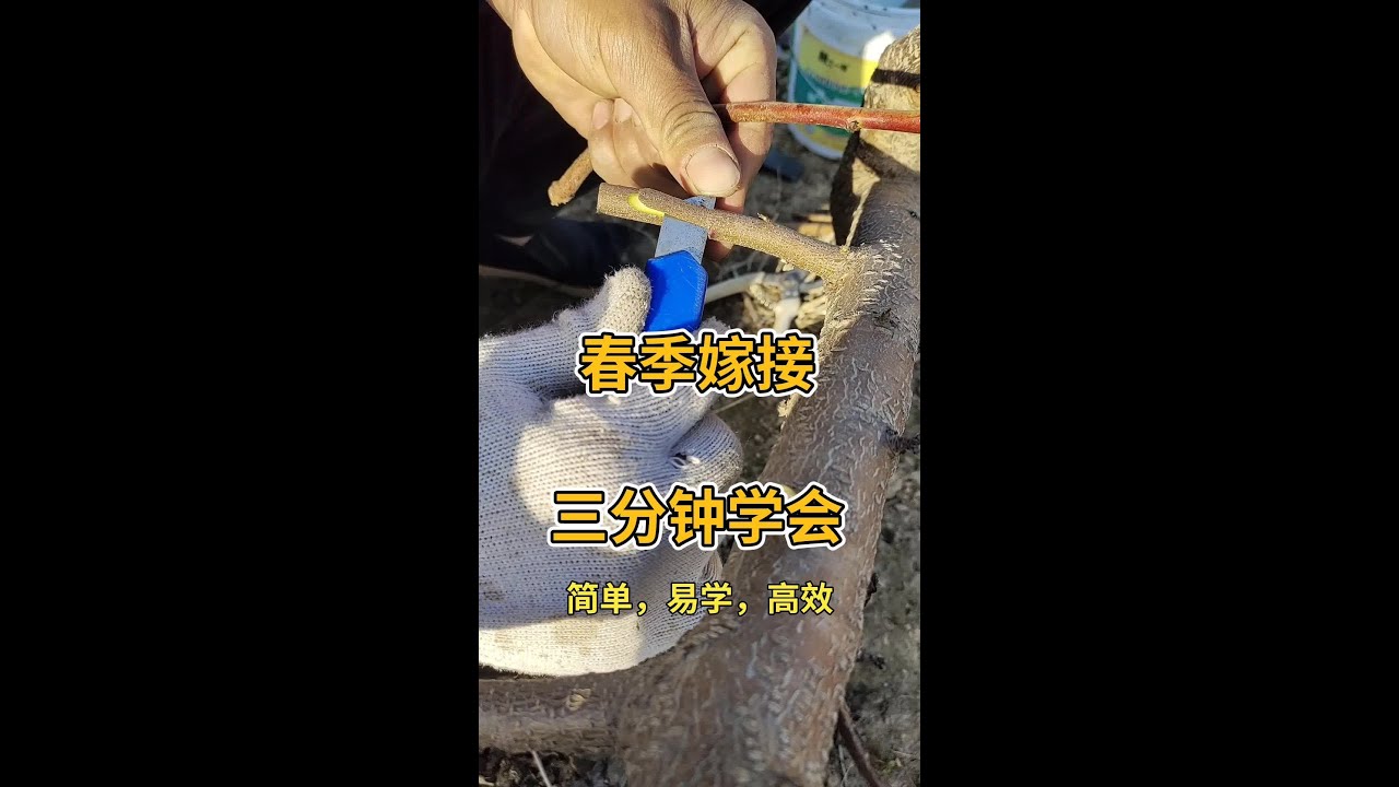 春季嫁接技术，新品种实验#支持三农扶持三农发展 #农业技术推广 #抖音助农 #嫁接技术
