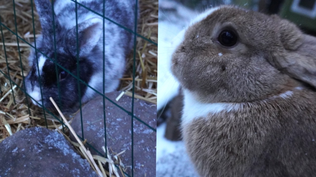 en vinterdag med kaninerne!💙❄️
