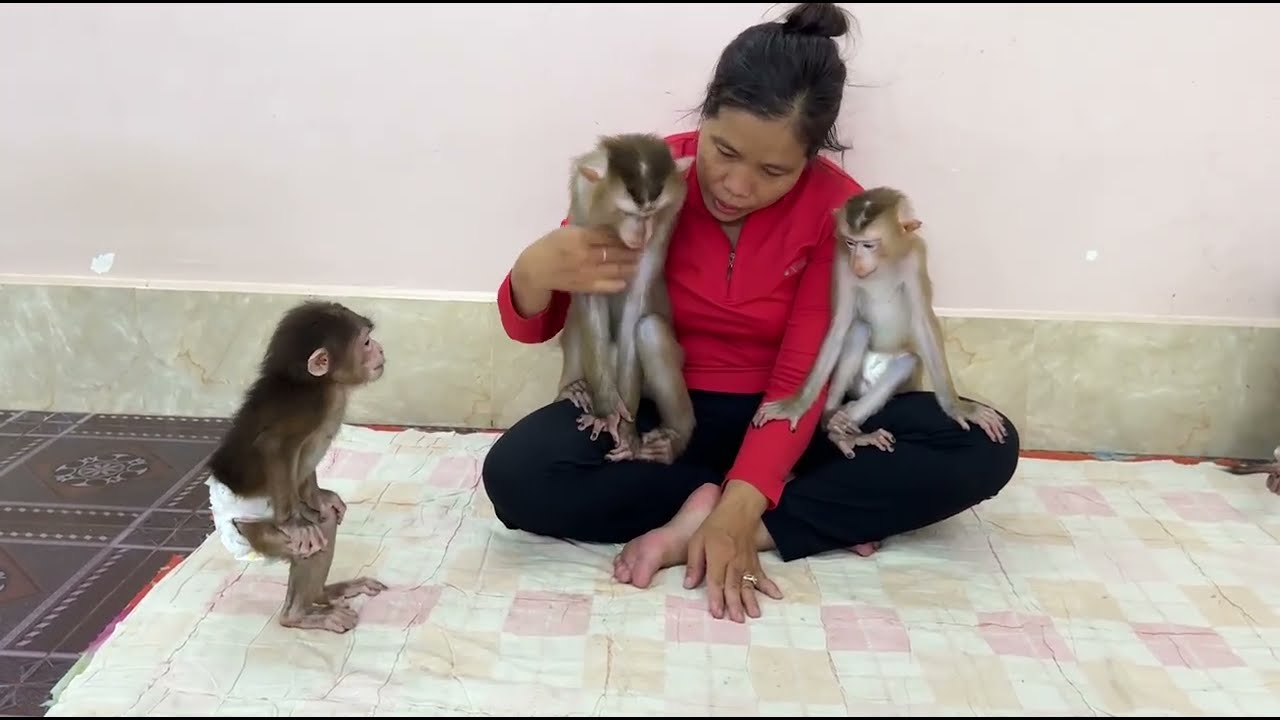 Kobie stand up very sadly a lone cus mom not hug & play with her jest brother & Jula .