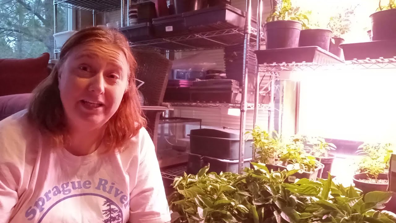 Can You Grow Peppers Indoors Over Winter?