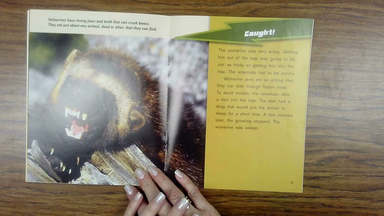 On the Trail of the Wolverine