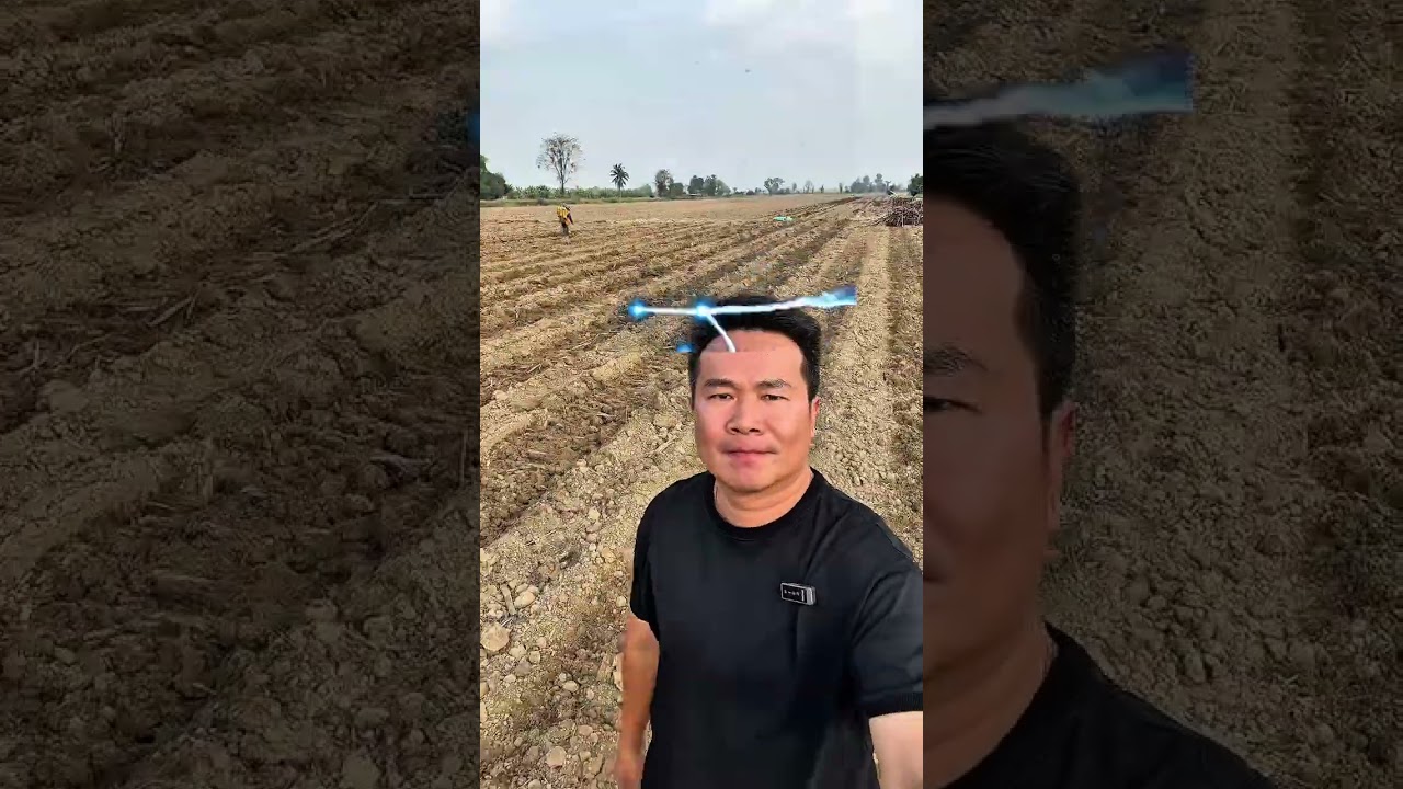 บำรุงอ้อยตอ อ้อยใหม่ ด้วยบีออร์แกนิค และสูตรการฉีดยาคุมแห้ง การกำจัดแส้ดำในไร่อ้อย