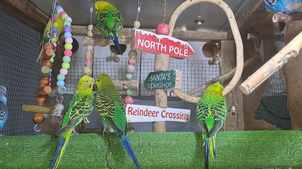 “Guess what he just said!? 🤯🦜 #ViralVideo”