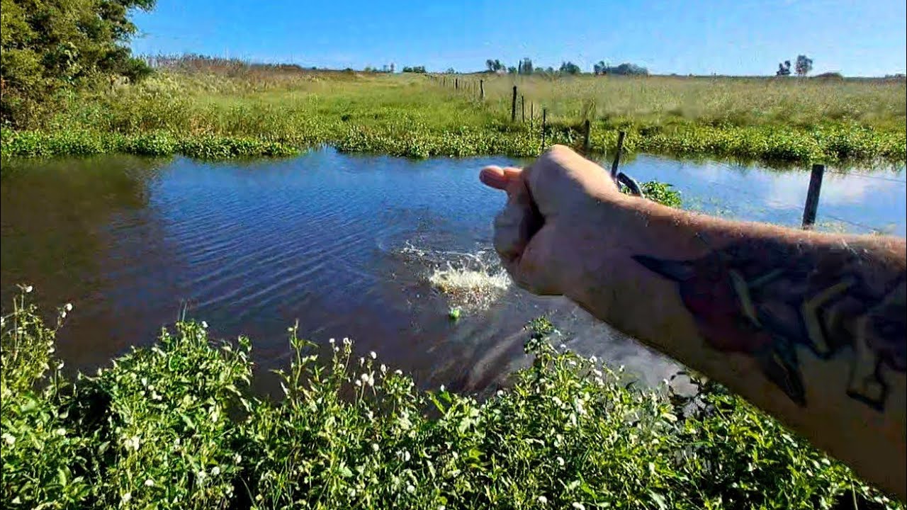 ESTE ARROYO ME SORPRENDIO,POR LA CANTIDAD DE PECES HAMBRIENTOS QUE TIENE !! #pesca #fish #fish