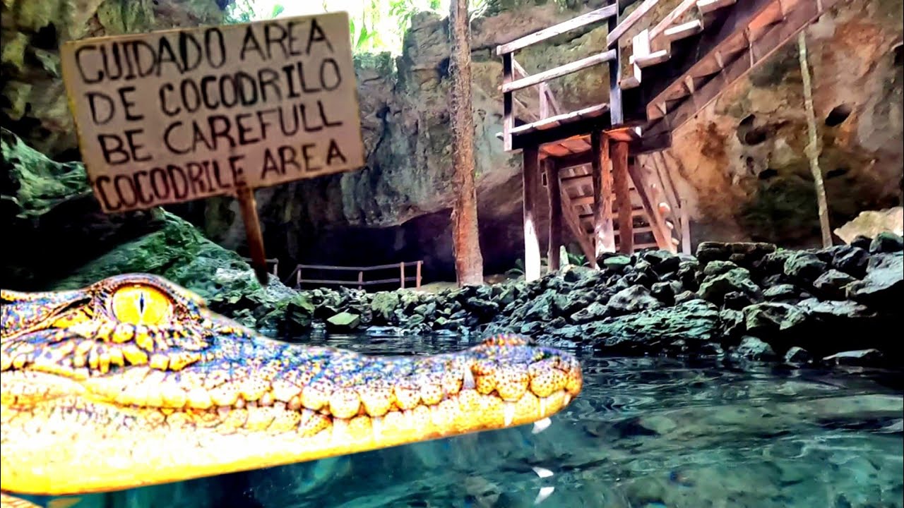 A CROCODILE Chased Us Out of This CENOTE in TULUM 🇲🇽🐊