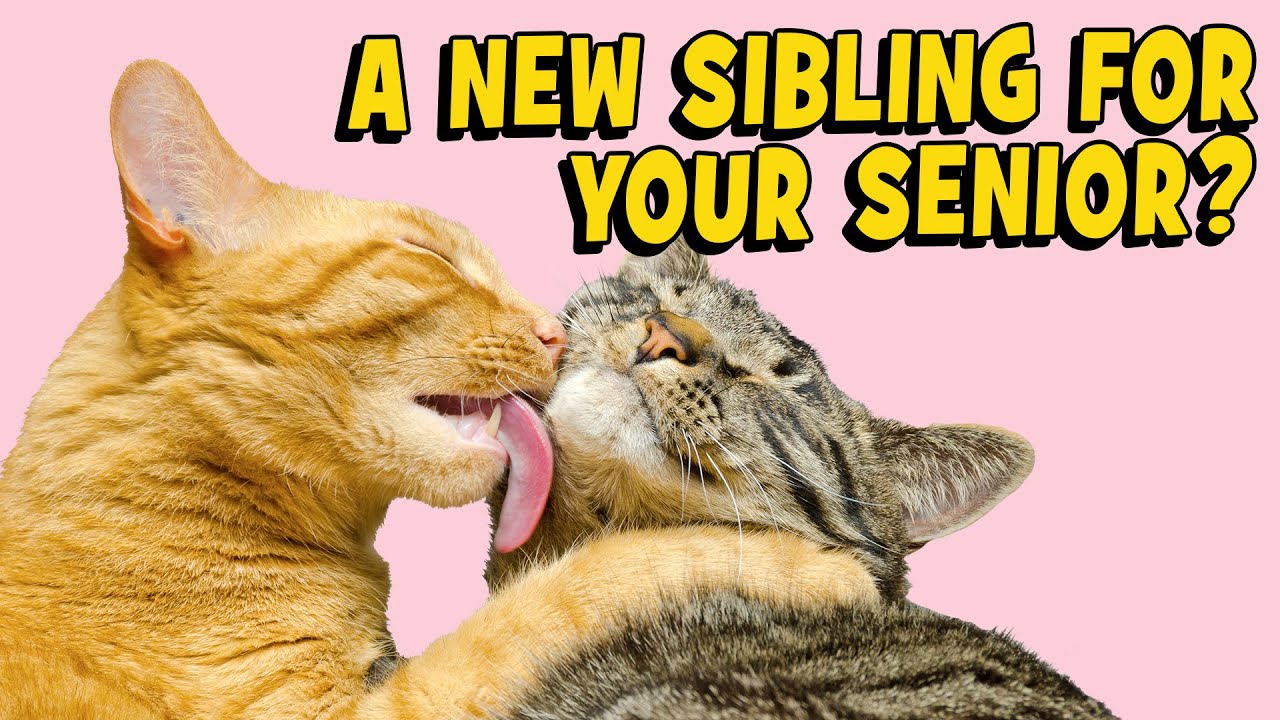 Cat Introductions: Does your Senior Need A Friend?