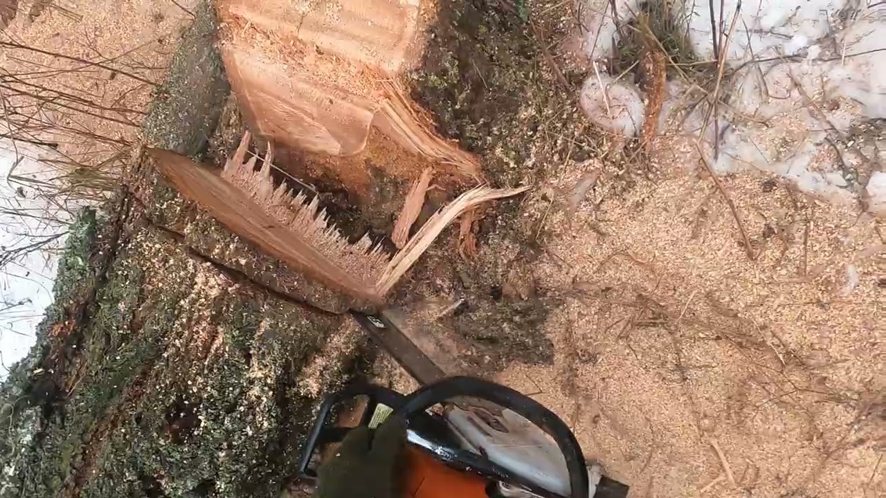 Logging North Idaho