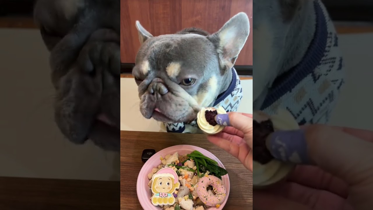Cute French bulldog enjoying a delicious meal! #dogs
