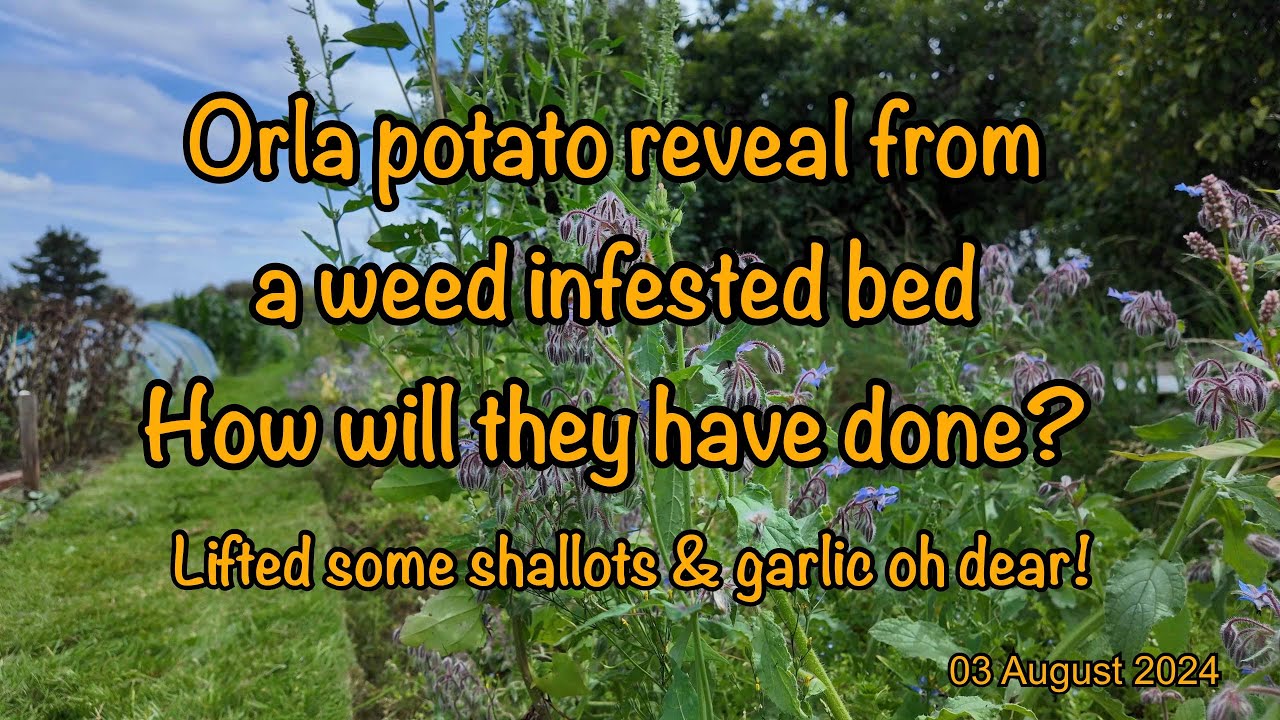 2024-08-03-Orla potato reveal from a weed infested bed. How will they have done?