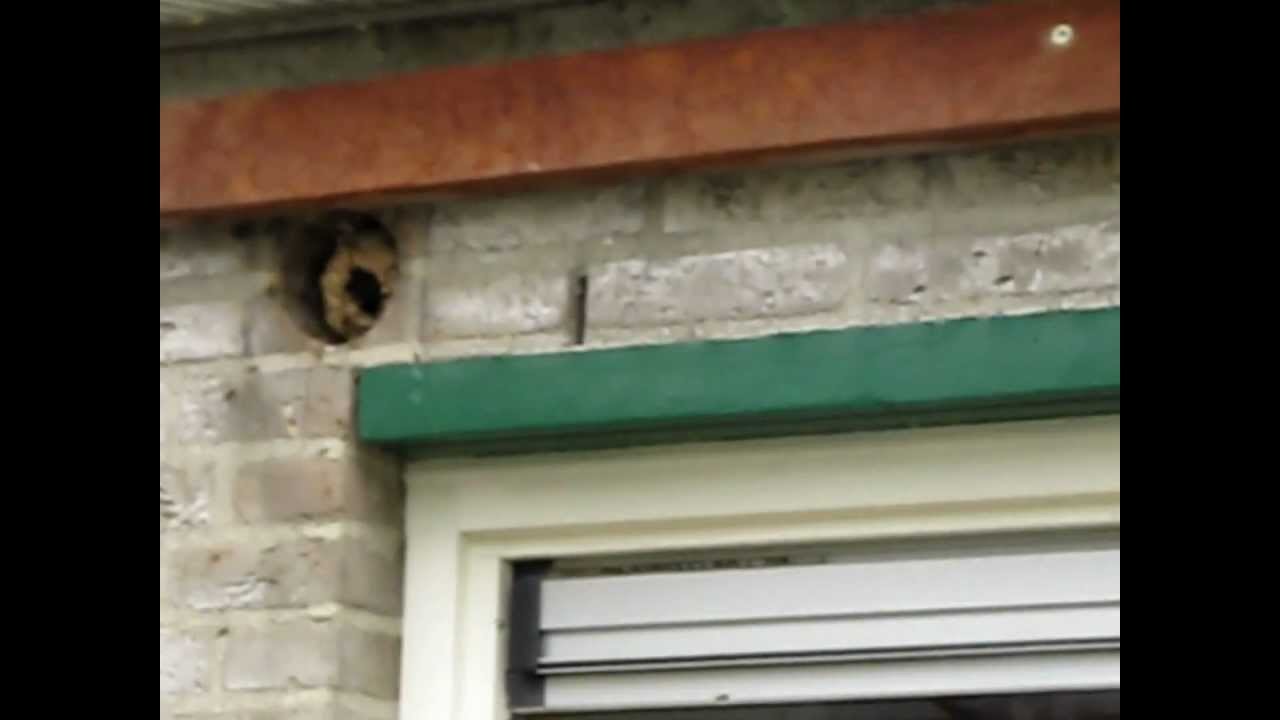 Wespennest verwijderen  - Remove wasp's nest - Retirer nid de guêpe - Entfernen wespennest