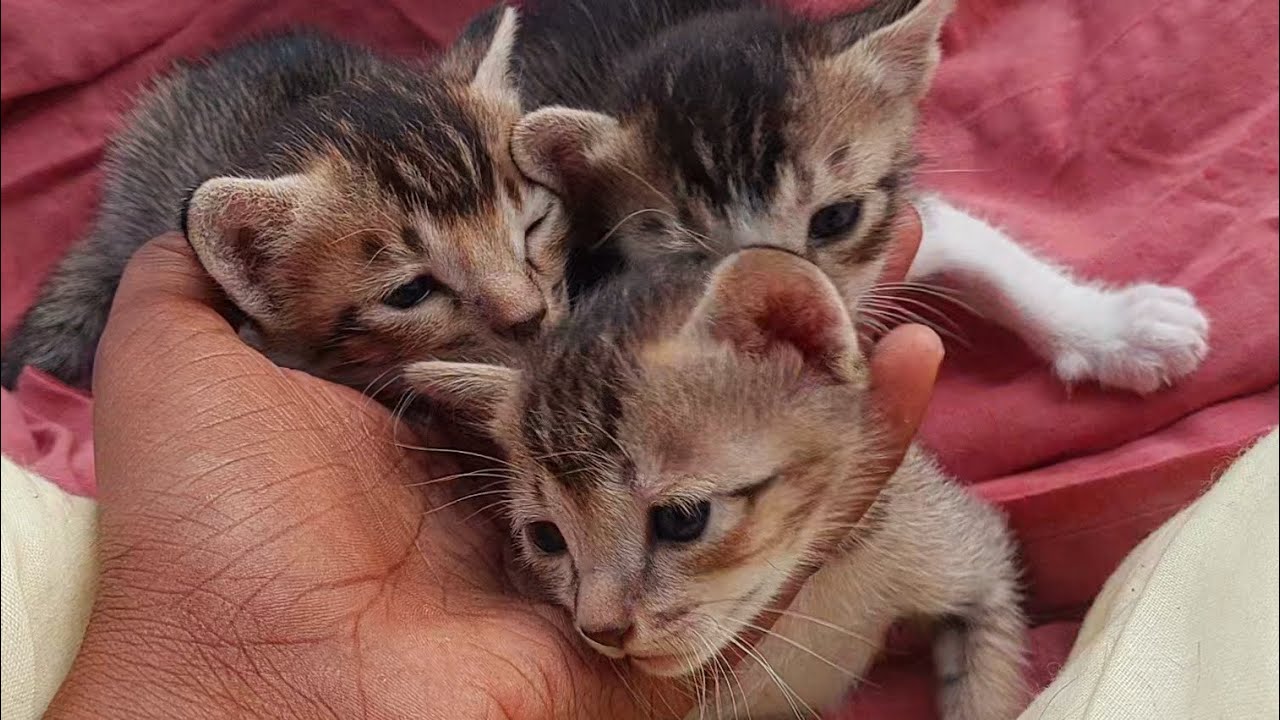 Cute kittens compilation || Cutest baby kittens meowing #catvideo #animals #funnyanimals #kitten 
