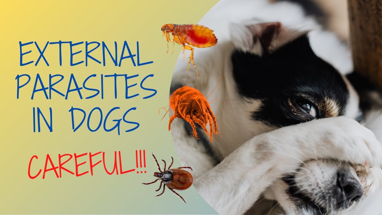 🦠🦟External PARASITES IN DOGS (Eliminate and Prevent Them)