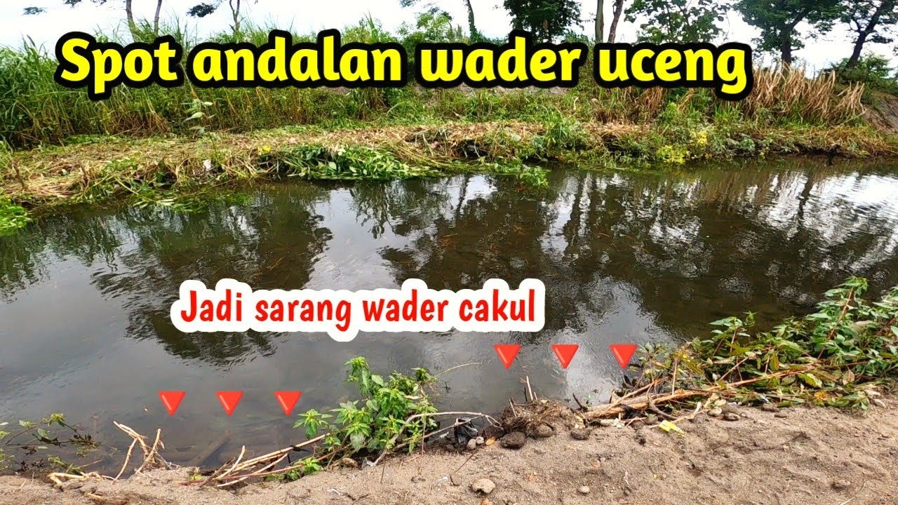 Tarikan wader cakul memang bikin candu ‼️Mancing ikan wader cakul di sungai dengan umpan rasbora