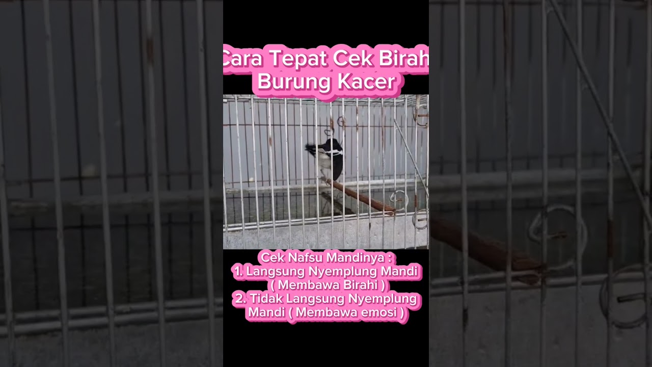 Cara Tepat Cek Birahi Kacer #kacer #kicaumania #pancinganmuraibatucepatbunyi