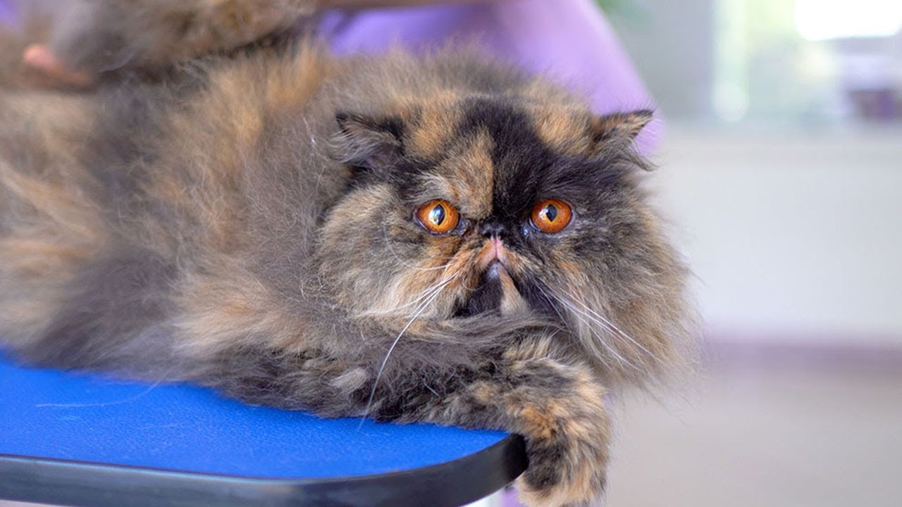 Быть кошачьим грумером так просто!! Этот кот так хорошо себя ведет! 😻🛁✂️❤️